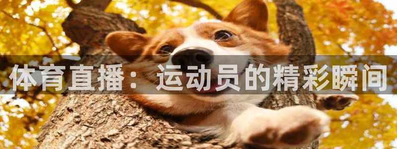 360篮球赛事直播：体育直播：运动员的精彩瞬间